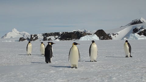 Emperor penguins on Rothschild island.