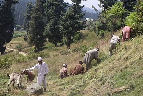 Bakarwal men cut grass for cattle on forested slopes in Inderwali, Pulwama.