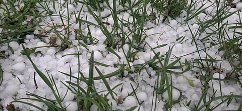Short, intense hailstorms are increasingly damaging apple orchards across Kashmir.