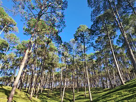 Pine forest in the Himalayas.