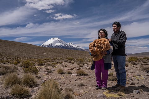 In Chile’s Lauca Biosphere Reserve, reviving ancestral vicuña shearing practices provides local communities with income from high-value vicuña fibre while protecting the species.