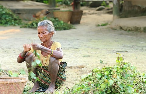 Forest Rights Act supersedes previous court orders: Allahabad High Court on Tharu community rights