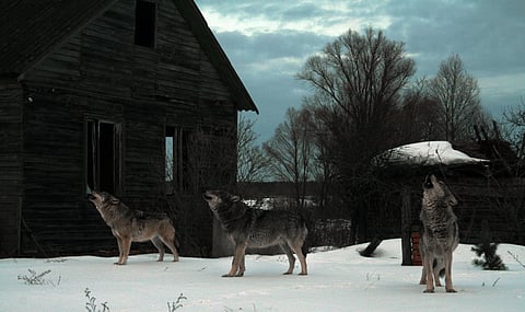 40 years on from the disaster, why there are foxes, bears and bison again around Chernobyl