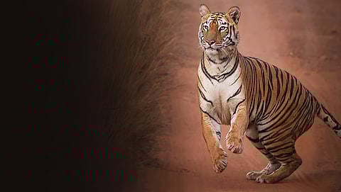 The ‘Maya magic’ of Tadoba’s enigmatic queen: Inside the life of a tigress who became an icon