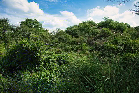 How to kill the ridge forest