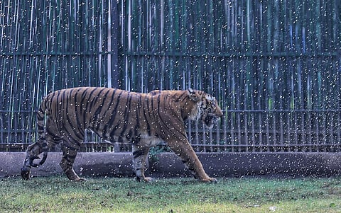 Protecting zoo animals from Delhi’s insane heat