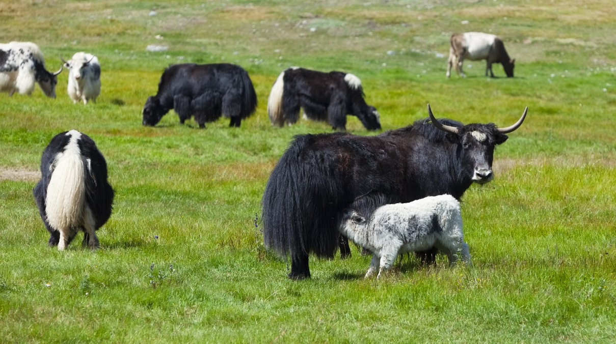 China clones 10 healthy yaks in high-altitude livestock breeding breakthrough