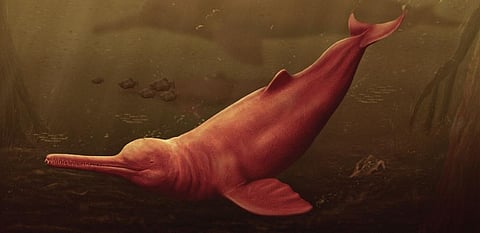 An artistic depiction of the Peruvian Amazon dolphin. Courtesy: The largest freshwater odontocete: A South Asian river dolphin relative from the proto-Amazonia