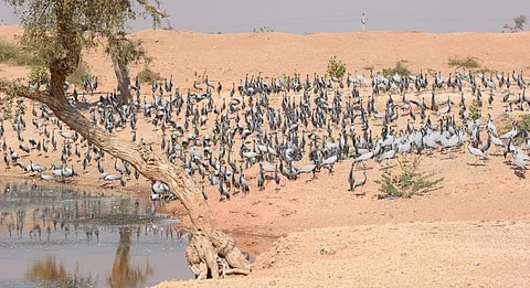 Demoiselle cranes in Jodhpur, Rajasthan. Photo: iStock
