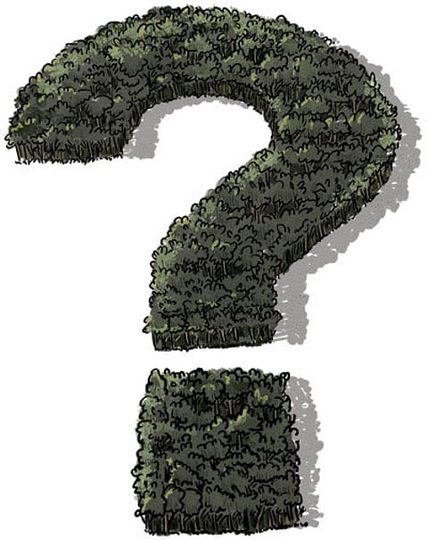 Forests’ lingering question