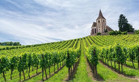 A vineyard and medieval church in Alsace, France. Photo: iStock