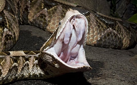 The deadly Gaboon viper is predicted to start migrating in search of a suitable climate in 2070. Photo: iStock
