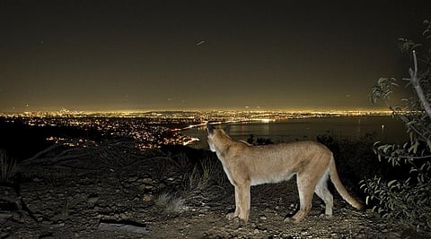 A mountain lion, also known as cougar or puma, watches the lights of Los Angeles and the Pacific Ocean at night. Photo credit: iStock
