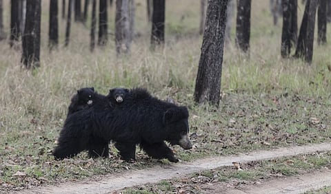 The Mara II Mahan coal block is in Madhya Pradesh, a rich repository of India’s wildlife. Here, a sloth bear sow carries two cubs on her back in the forests of the Satpura National Park, also in MP. Photo for representation. Courtesy: iStock
