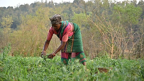 A woman harvesting green gram in rice fallow field. Photo: Abhijit Mohanty