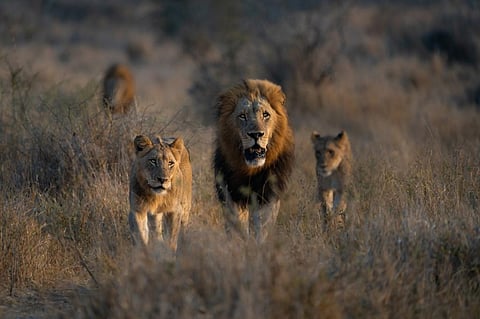 There are more lions in South Africa's breeding farms than its wilderness areas. Photo: iStock