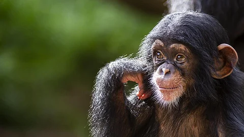 Mining activities in Guinea could impact over 23,000 chimpanzees, up to 83% of the country’s ape population. Photo for representation: iStock