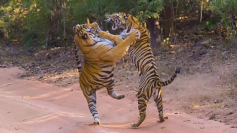 Move beyond tiger numbers