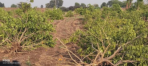 Uprooted sweet lime trees in an orchard in Tadsona village in Maharashtra’s Beed district. Photo: Vitthal Mane