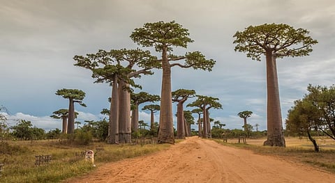 Baobab trees in Madagascar. Photo: iStock