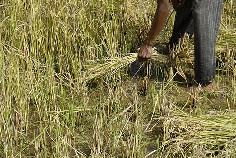 Mechanisation can help eliminate the laborious tasks involved in smallholder rice farming. Photo: iStock