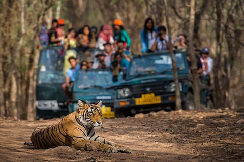 India is home to more than 2,960 tigers — 75 per cent of the world’s wild tiger population. Photo: iStock