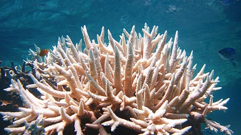 A bleached coral. Photo: iStock