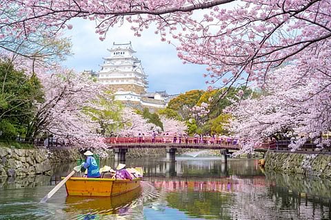 In Japan, cherry blossoms mark the arrival of spring but since 1953, these blooms have been appearing 1.2 days earlier per decade. Photo: iStock