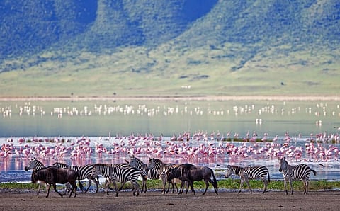Zebra, wildebeest and flamingos in the Ngorongoro Crater, Tanzania. Photo: iStock