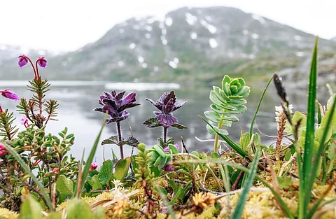 Scientists found that rising temperatures was increasing both plant and microbial respiration, resulting in the release of carbon in arctic and alpine tundra biomes. Here, arctic tundra flowers in Norway. Photo: iStock