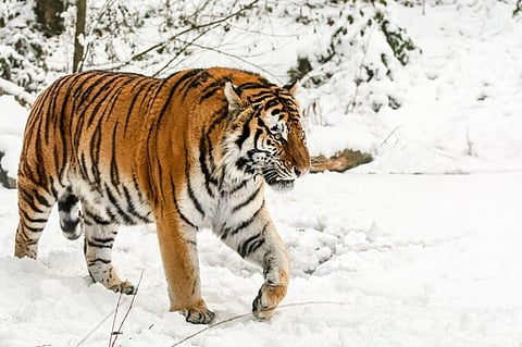 An Amur or Siberian tiger in the snow of the Russian Far East. Photo: iStock