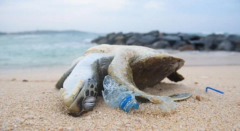 A dead turtle among plastic debris. Photo: iStock