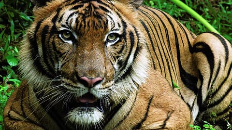 A Malaysian tiger. Photo: NuvistaTV