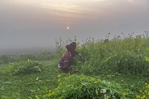 Punjab's men and women migrated out of the state when agriculture turned non-viable. Photo: iStock