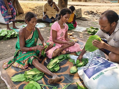 Villagers collect kendu leaves for sale in Odisha. Photo: Bidyut Mohanty / SPREAD