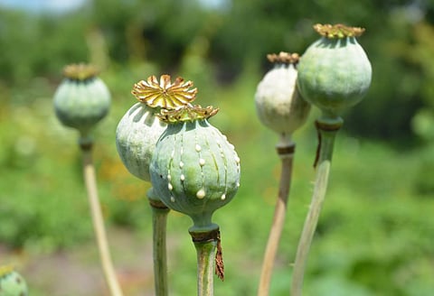Opium poppy heads. Photo: iStock