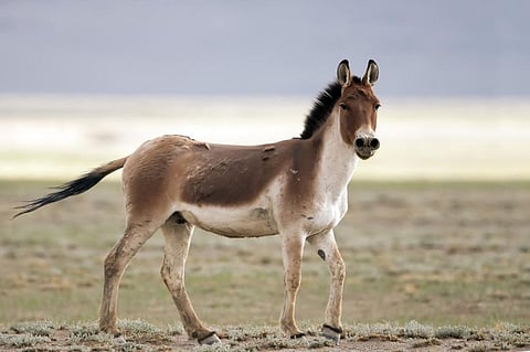A Kiang. Photo: iStock