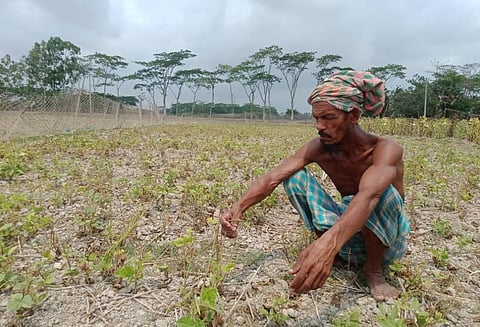 Farmer Abdul Barek must reckon with the losses as his fields' crops have been ruined by the intense heatwave. Photo taken in Fatehpur village, Kalapara upazila, Patuakhali district, Bangladesh. Photo: Rafiqul Islam Montu