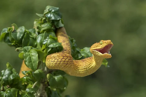 The United States, northern Europe and Southeast Asia will see an increase in snake population. Photo of a venomous bush viper: iStock
