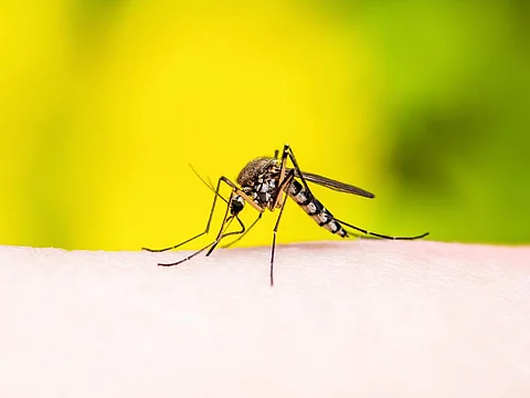 Early warning systems could help public health authorities anticipate and prepare for dengue outbreaks. Photo: iStock
