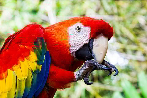 अपने पैरों से खेलता स्कार्लेट मैकाउ; प्रतीकात्मक तस्वीर: आईस्टॉक