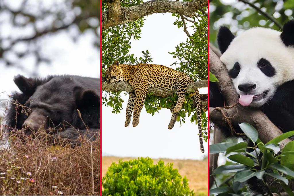 फुर्सत के पलों में झपकी लेते जानवर; फोटो: आईस्टॉक