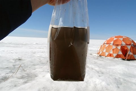 ग्रीनलैंड की बर्फ में मिले 'जायंट वायरस' के नमूनों को दर्शाते वैज्ञानिक, पहली नजर में यह गंदे पानी जैसा दिखता है, लेकिन इसमें सूक्ष्मजीवों की भरमार है। इसमें बर्फ पर पनपने वाले शैवाल भी मौजूद हैं जो बर्फ को धूमिल बना देते हैं। फोटो: लॉरा पेरीनी