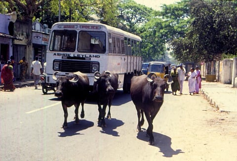 फोटो: सेंटर फॉर साइंस एंड एनवायरनमेंट (सीएसई)