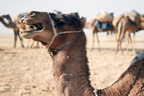 वैश्विक रूप से जिस तरह गर्मी बढ़ रही है, उससे इंसान ही नहीं जानवरों का भी जीवन मुहाल हो गया है। फोटो: आईस्टॉक