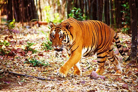 अंतर्राष्ट्रीय बाघ दिवस 2024: भारत में रहते हैं 70 फीसदी से अधिक बाघ