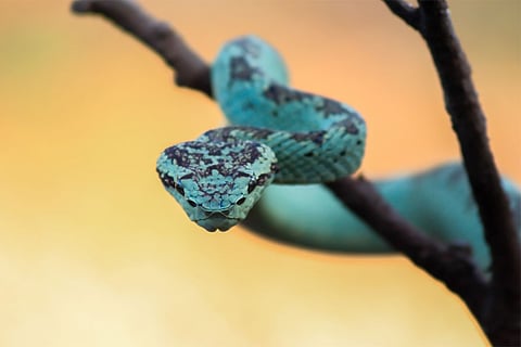बेहद जहरीला मालाबार पिट वाइपर, भारत के सबसे खूबसूरत सांपों में से एक है