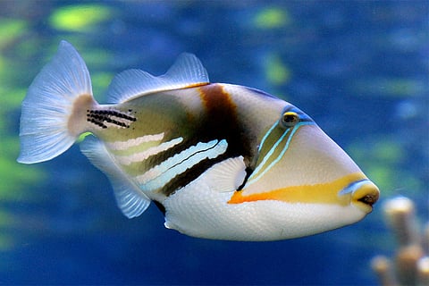 शोधकर्ताओं ने समुद्री रीफ मछलियों की 2,408 प्रजातियों में लोगों के पसंदीदा स्तर के बारे में पता लगाया।