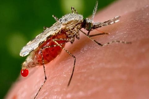 डेंगू संक्रमित मादा मच्छरों, मुख्य रूप से एडीज एजिप्टी मच्छर के काटने से मनुष्यों में फैलता है।