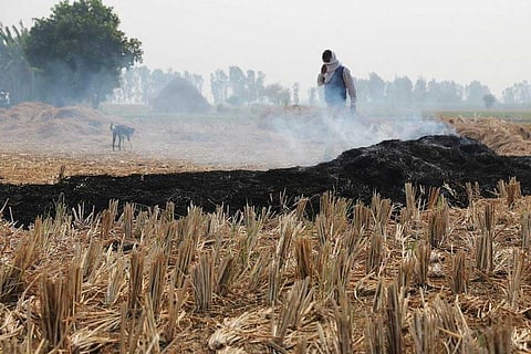 धान की पराली जलाने का चलन मुख्य रूप से पंजाब, हरियाणा और उत्तर प्रदेश के सिंधु-गंगा के मैदानी इलाकों में है।
